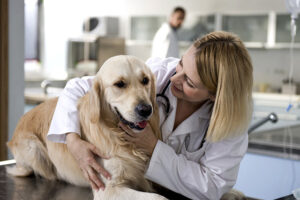 Veterinary PCD Franchise 
