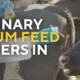 Top Veterinary Calcium Feed Supplement Suppliers in India